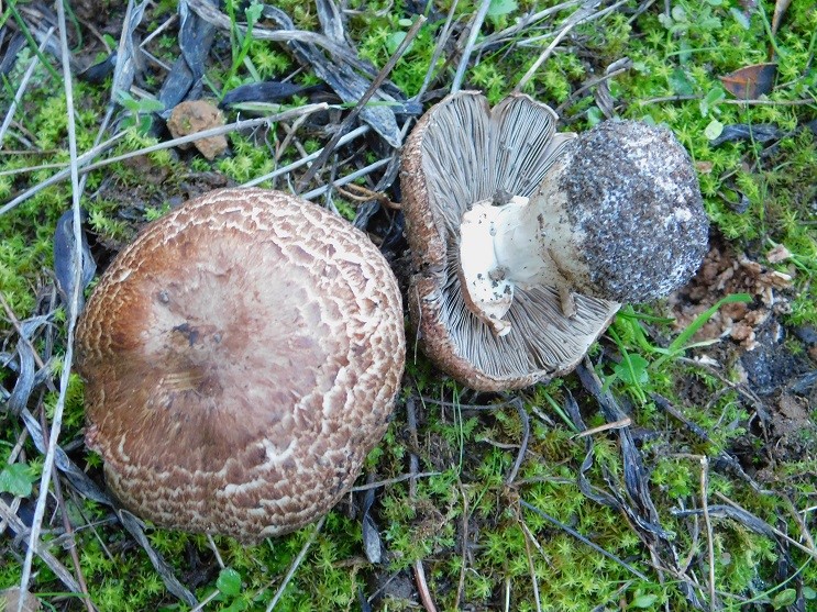 22 Fotogr il 18.12.2021 sotto Leccio ultimo ritrovamento